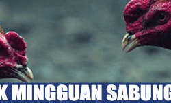 Promo Cashback Mingguan 5% Judi Sabung Ayam Online