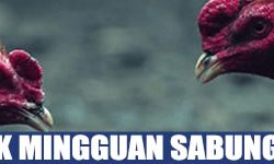 Promo Cashback Mingguan 5% Judi Sabung Ayam Online